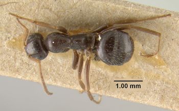 Media type: image;   Entomology 21706 Aspect: habitus dorsal view